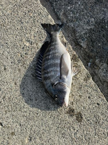 チヌの釣果