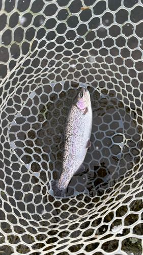 ニジマスの釣果