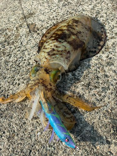 アオリイカの釣果