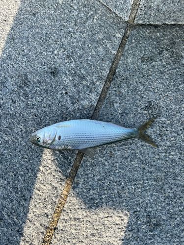 コノシロの釣果