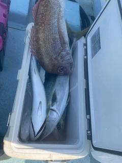 ワラサの釣果