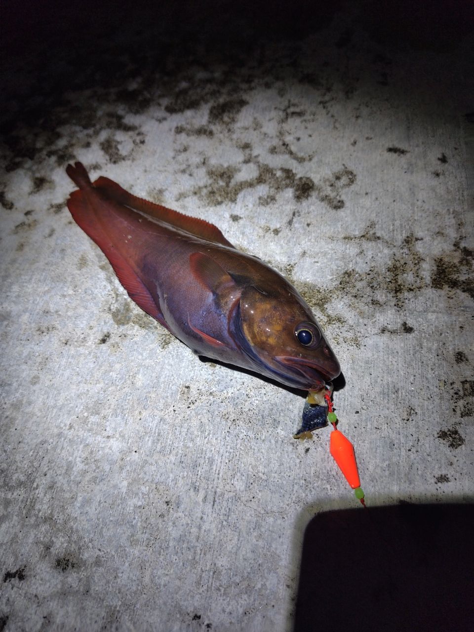 エゾイソアイナメ