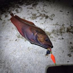 エゾイソアイナメ