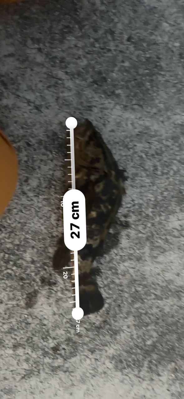 タケノコメバル