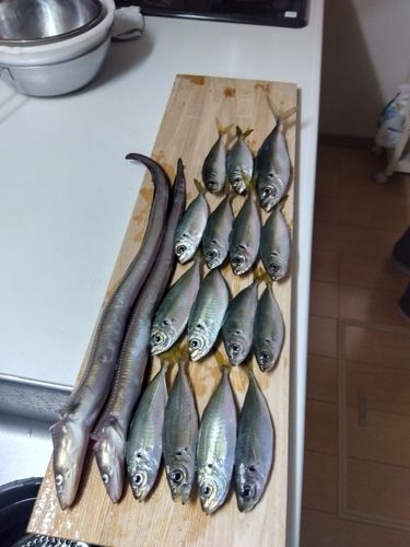 アジの釣果