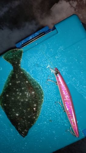 イシガレイの釣果