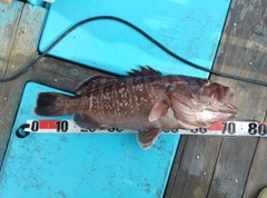 マハタの釣果