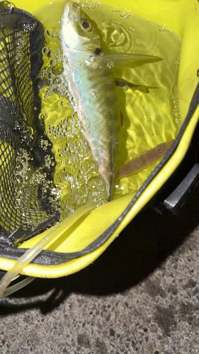 浜田港（島根）