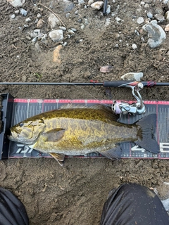 スモールマウスバスの釣果