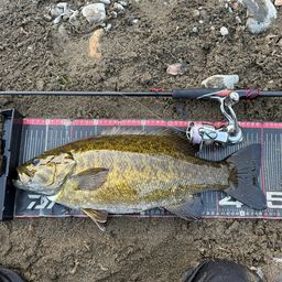 スモールマウスバス