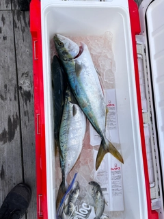 ハマチの釣果