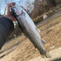 スチールヘッド