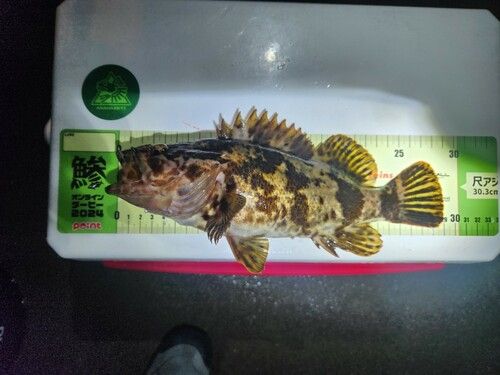 タケノコメバルの釣果