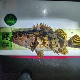 タケノコメバル