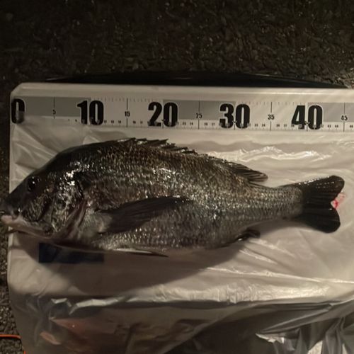 新舞子マリンパーク