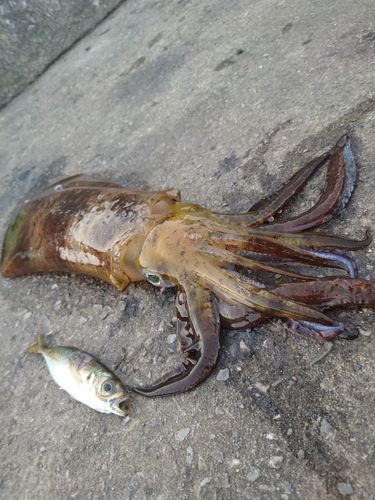 アオリイカの釣果