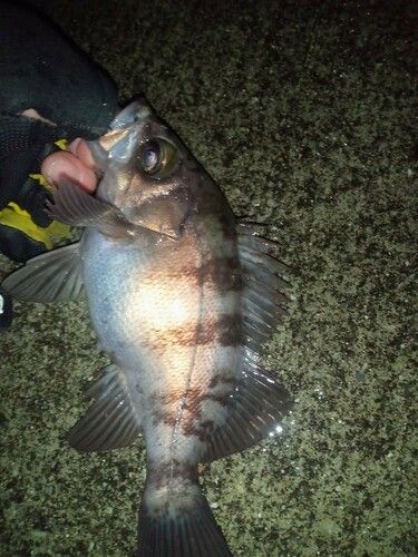 三陸海岸（岩手）