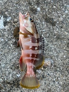 アカハタの釣果