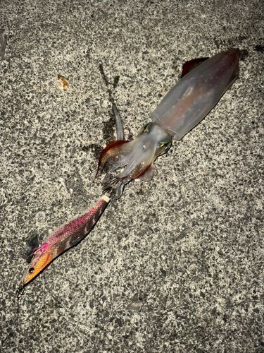ヤリイカの釣果