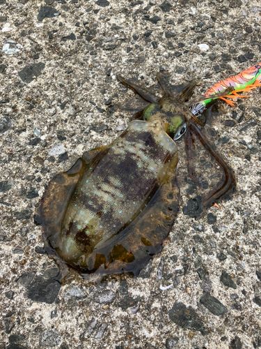 アオリイカの釣果