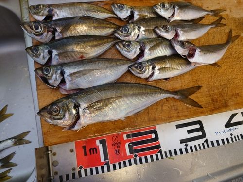 アジの釣果