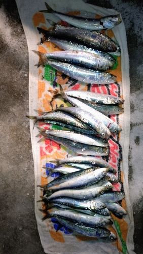 マイワシの釣果