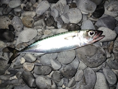 ゴマサバの釣果