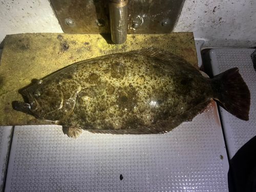 ヒラメの釣果