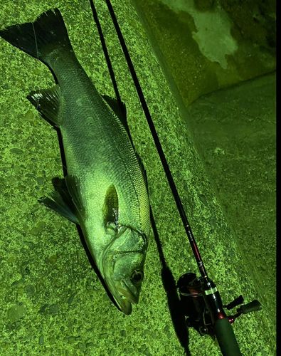 ヒラスズキの釣果