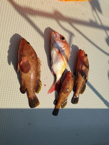 キジハタの釣果