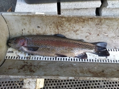 ニジマスの釣果