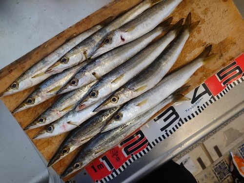 アカカマスの釣果