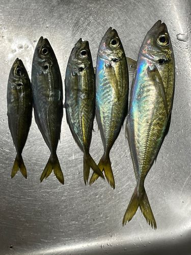 アジの釣果