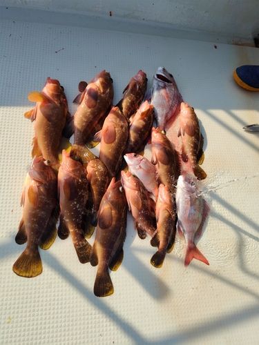 キジハタの釣果