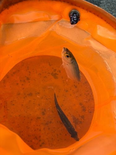 海上つり堀まるや