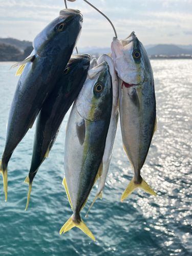 ハマチの釣果