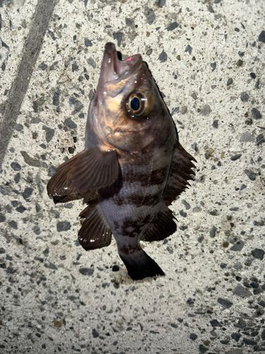 メバルの釣果