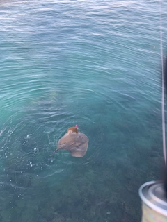 アカエイの釣果