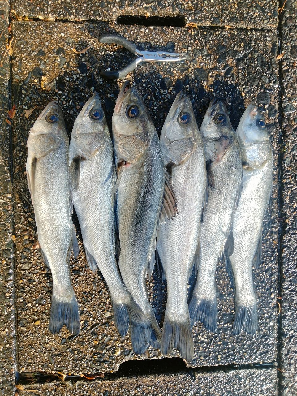 フッコ（マルスズキ）