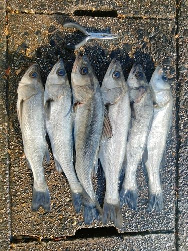 フッコ（マルスズキ）の釣果