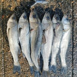 フッコ（マルスズキ）