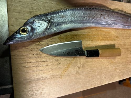 タチウオの釣果