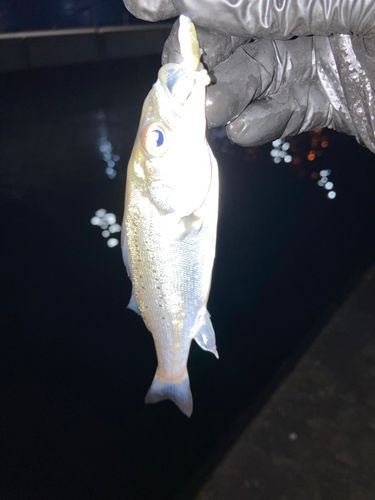 セイゴ（マルスズキ）の釣果