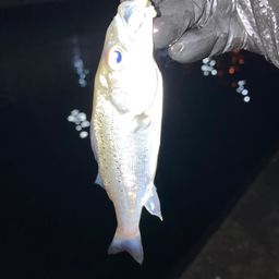 セイゴ（マルスズキ）