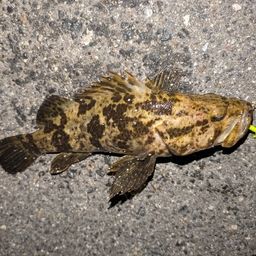 タケノコメバル