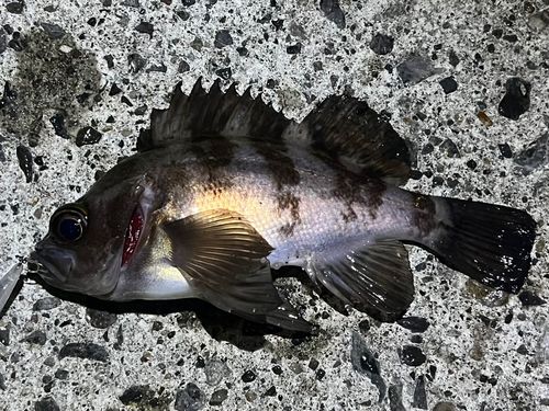 小名浜港市場前