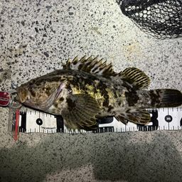 タケノコメバル