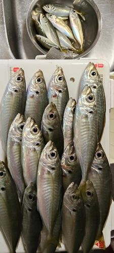 アジの釣果