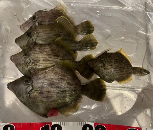 カワハギの釣果