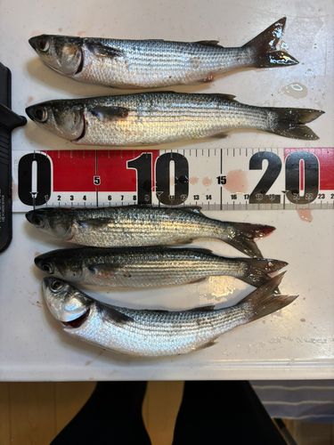 碧南海釣り公園